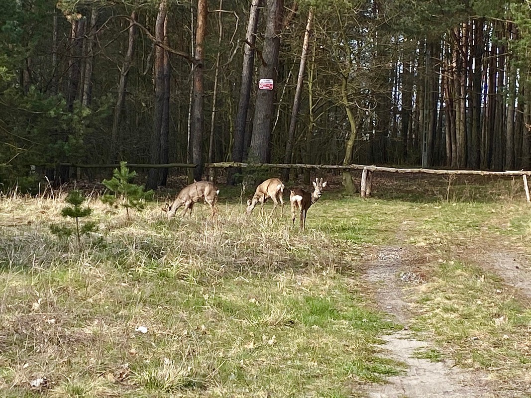 Łąka, w tle na ścianie lasu stojące sarny za drewnianym szlabanem